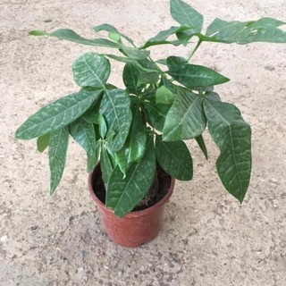 Cây kim ngân phong thủy để bàn,trang trí decor phòng 57
