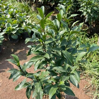 Cây Lan Tiêu ( Hàm Tiếu Trắng ) 57