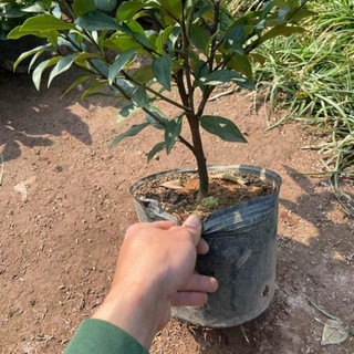 Cây Lan Tiêu ( Hàm Tiếu Trắng ) 57
