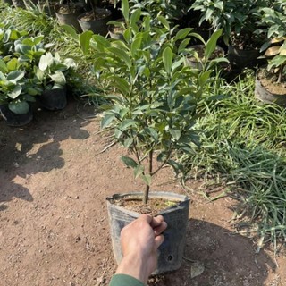 Cây Lan Tiêu ( Hàm Tiếu Trắng ) 57