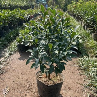 Cây Lan Tiêu ( Hàm Tiếu Trắng ) 57