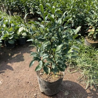 Cây Lan Tiêu ( Hàm Tiếu Trắng ) 57