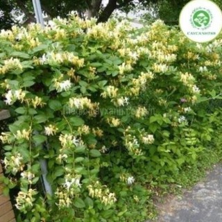 Cây kim ngân hoa cao 60cm - cây dược liệu 57