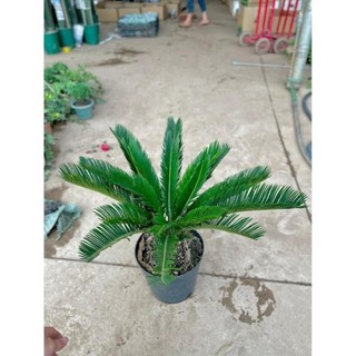 Cây Vạn Tuế Size Nhỡ 57