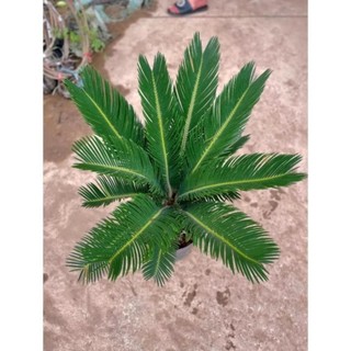 Cây Vạn Tuế Size Nhỡ 57