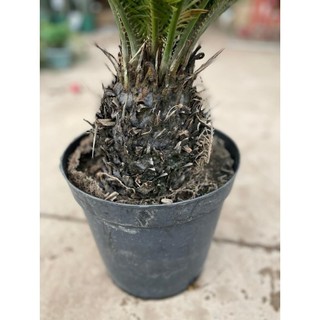 Cây Vạn Tuế Size Nhỡ 57