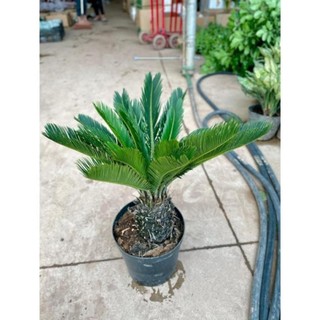 Cây Vạn Tuế Size Nhỡ 57