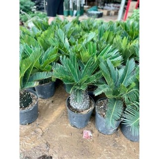 Cây Vạn Tuế Size Nhỡ 57