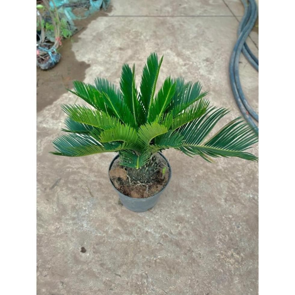 Cây Vạn Tuế Size Nhỡ 57