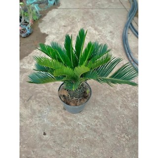 Cây vạn tuế size nhỡ 57