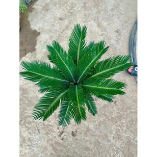 Cây Vạn Tuế Size Nhỡ 57