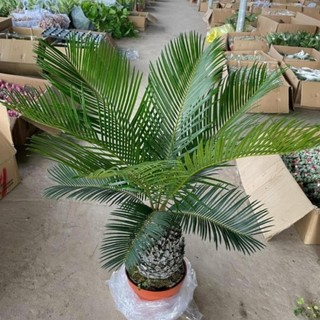 Cây Vạn Tuế Size Nhỡ 57