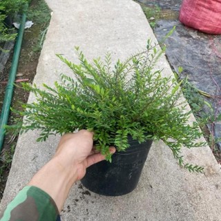 Cây Sơn Liễu Rủ 57
