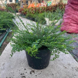 Cây Sơn Liễu Rủ 57
