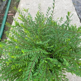 Cây Sơn Liễu Rủ 57