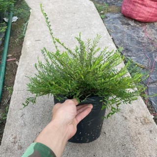 Cây Sơn Liễu Rủ 57