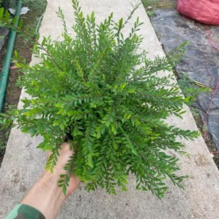 Cây Sơn Liễu Rủ 57