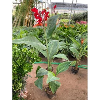 Cây chuối mỏ két hoa đỏ 57