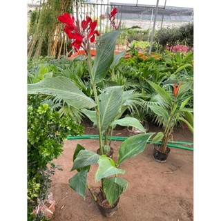 Cây chuối mỏ két hoa đỏ 57