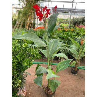 Cây chuối mỏ két hoa đỏ 57