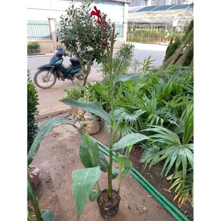 Cây chuối mỏ két hoa đỏ 57