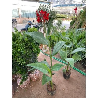 Cây chuối mỏ két hoa đỏ 57