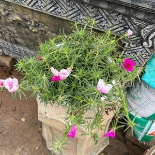 Giỏ mười giờ mỹ treo 54