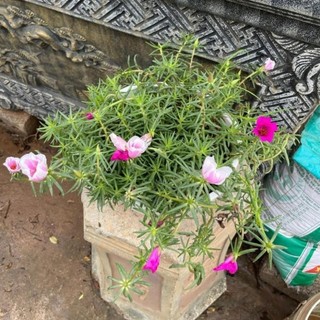 Giỏ mười giờ mỹ treo 54