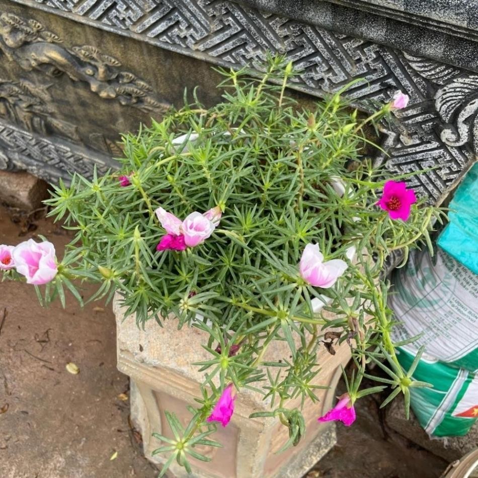 Giỏ mười giờ mỹ treo 54