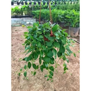Cây son môi bán kính 25-30cm, cây nở hoa đẹp hình thỏi son môi, trồng trang trí 54