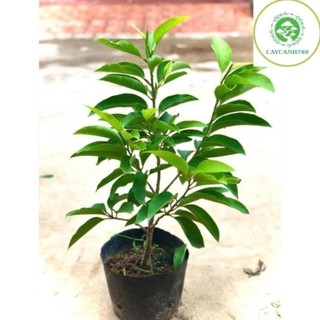 Cây hoa ngọc lan hoa thơm vàng & trắng cao 60cm đang nụ 54