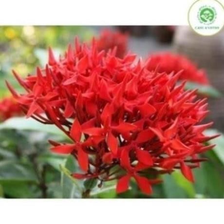 Cây mẫu đơn ta cao 60cm 54