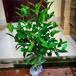Cây mẫu đơn ta cao 60cm 54