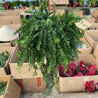 Giỏ Lan Tim 53