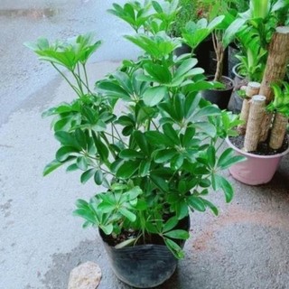 Cây ngũ gia bì cẩm thạch và lá xanh cao 40cm 53