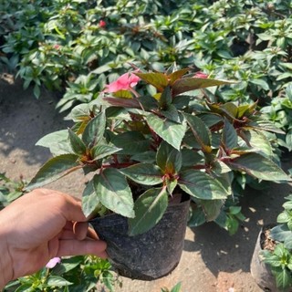 Cây hoa mai địa thảo 53