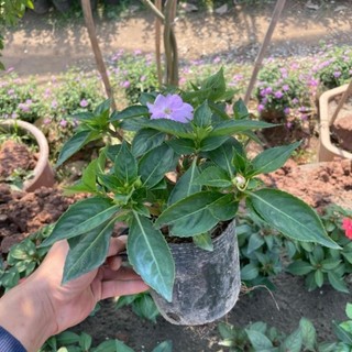 Cây hoa mai địa thảo 53