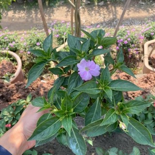 Cây hoa mai địa thảo 53