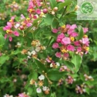 Cây hồng ngọc mai size trung 53
