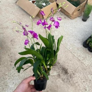 Cây Lan Hồ Điệp Mini 53