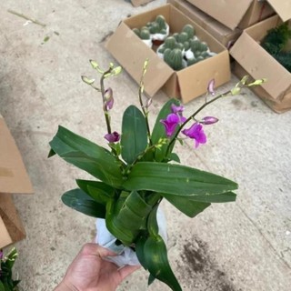 Cây Lan Hồ Điệp Mini 53