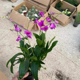 Cây Lan Hồ Điệp Mini 53