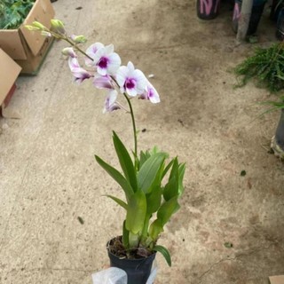 Cây Lan Hồ Điệp Mini 53