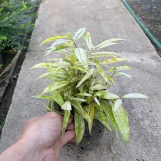 Bụi Trúc Nhật Vàng Mini 53