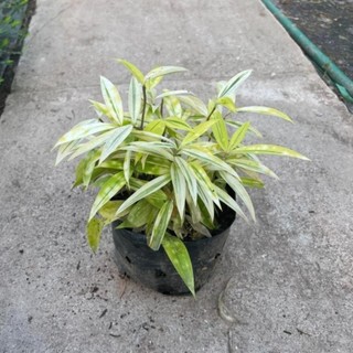 Bụi Trúc Nhật Vàng Mini 53