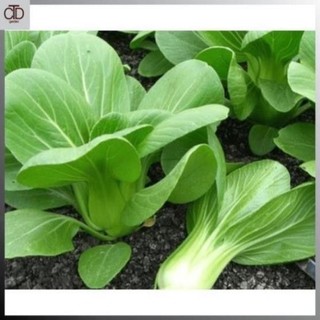 Hạt giống rau cải thìa , gói 20g 53