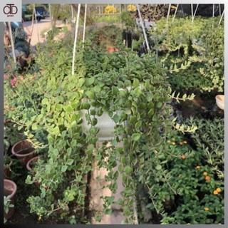 Cây vảy rồng chậu treo, Chiều dài ngọn 40cm buông rủ cực bắt mắt lá có mùi hương 52
