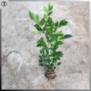 Cây nguyệt quế giống nhỏ , Cao 40cm lá xanh 52