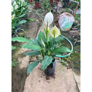 Cây lan ý trưởng thành hoa to, chiều cao 40cm cây xanh đẹp 52