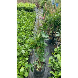 Bằng lăng tím 51